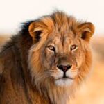 Profile picture of Ap