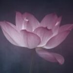 Profile picture of Chandraprabha-Sandhu