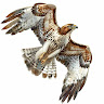 Profile picture of Nikhil-vishnu-Mishra